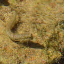 Image of Patzner&#39;s blenny