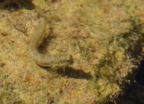 Image of Patzner&#39;s blenny