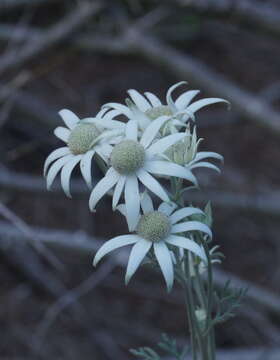 Image de Actinotus helianthi Labill.