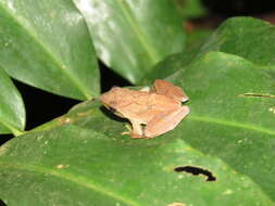 Imagem de Phrynobatrachus auritus Boulenger 1900