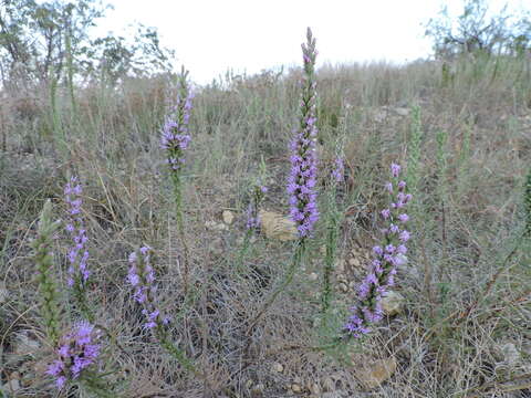 Image of cusp blazing star