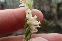 Spiranthes laciniata (Small) Ames resmi