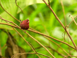 Image of Bar-breasted Firefinch