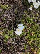 Слика од Ourisia caespitosa Hook. fil.