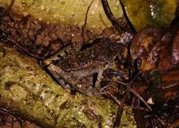 Image of Steindachner's Robber Frog; ra-da-mata