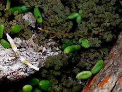 Sivun Oxalis lichenoides Salter kuva
