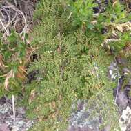 Image of Myriopteris myriophylla (Desv.) J. Sm.