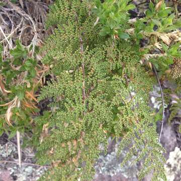 Plancia ëd Myriopteris myriophylla (Desv.) J. Sm.