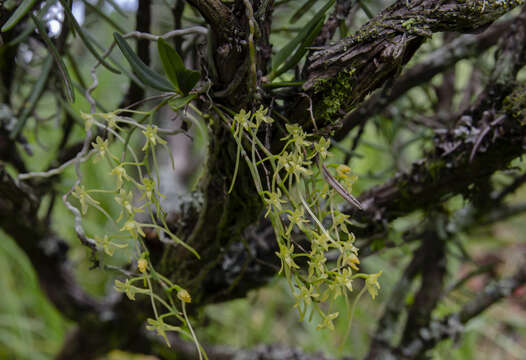 Image of Mystacidium flanaganii (Bolus) Bolus