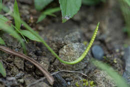 Imagem de Ophioglossum thermale Komarov