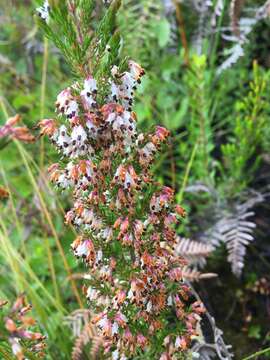 Image of Erica fuscescens (Klotzsch) E. G. H. Oliver