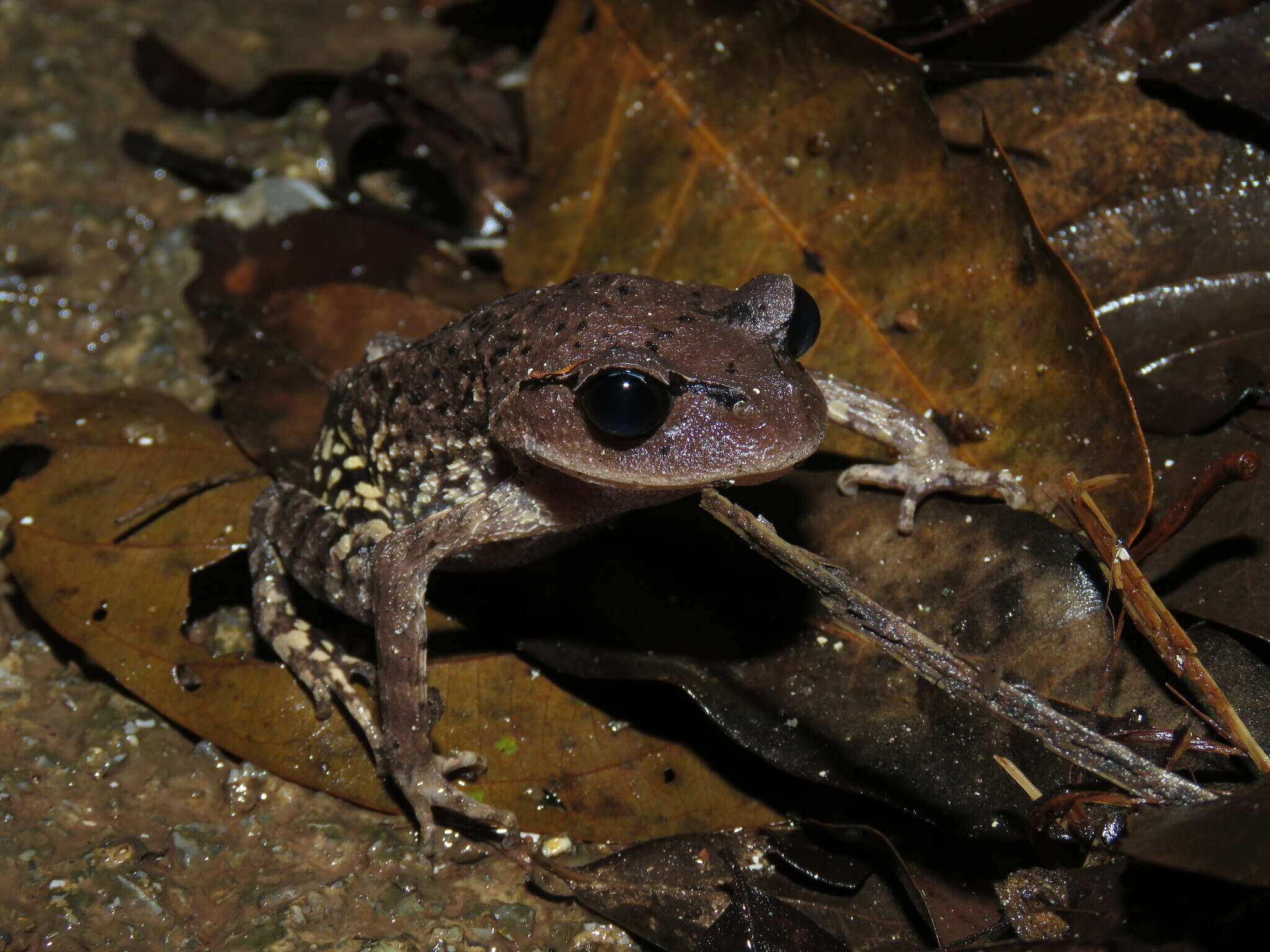 Image of Leptobrachium huashen Fei & Ye 2005