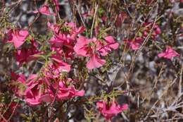 Image of Hermannia stricta (E. Mey. ex Turcz.) Harv.