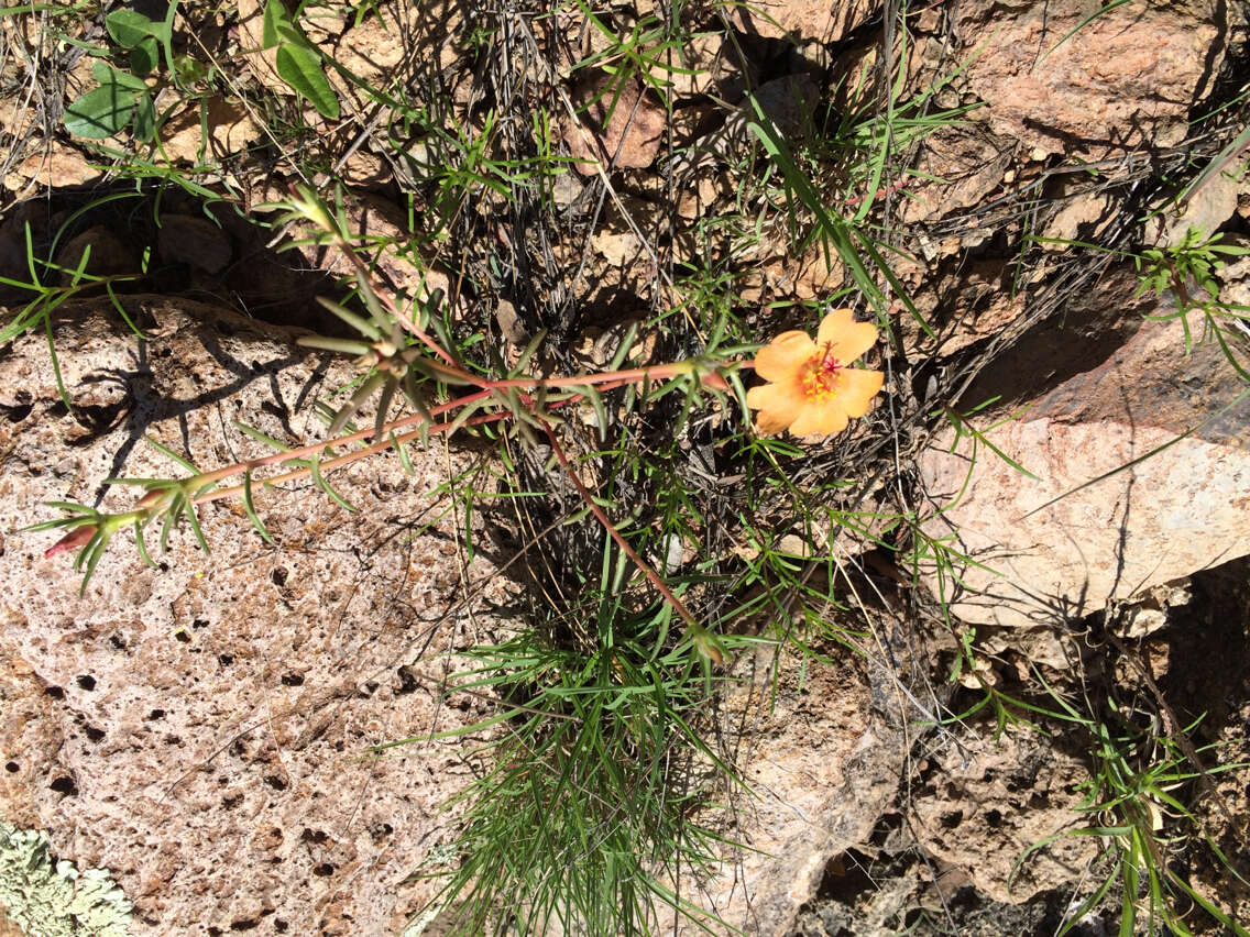 Image of shrubby purslane