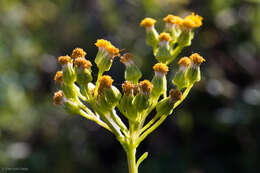 Senecio aronicoides DC. resmi