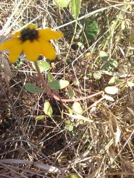 Image de Zinnia maritima Kunth