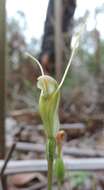 Image of Pterostylis pyramidalis Lindl.