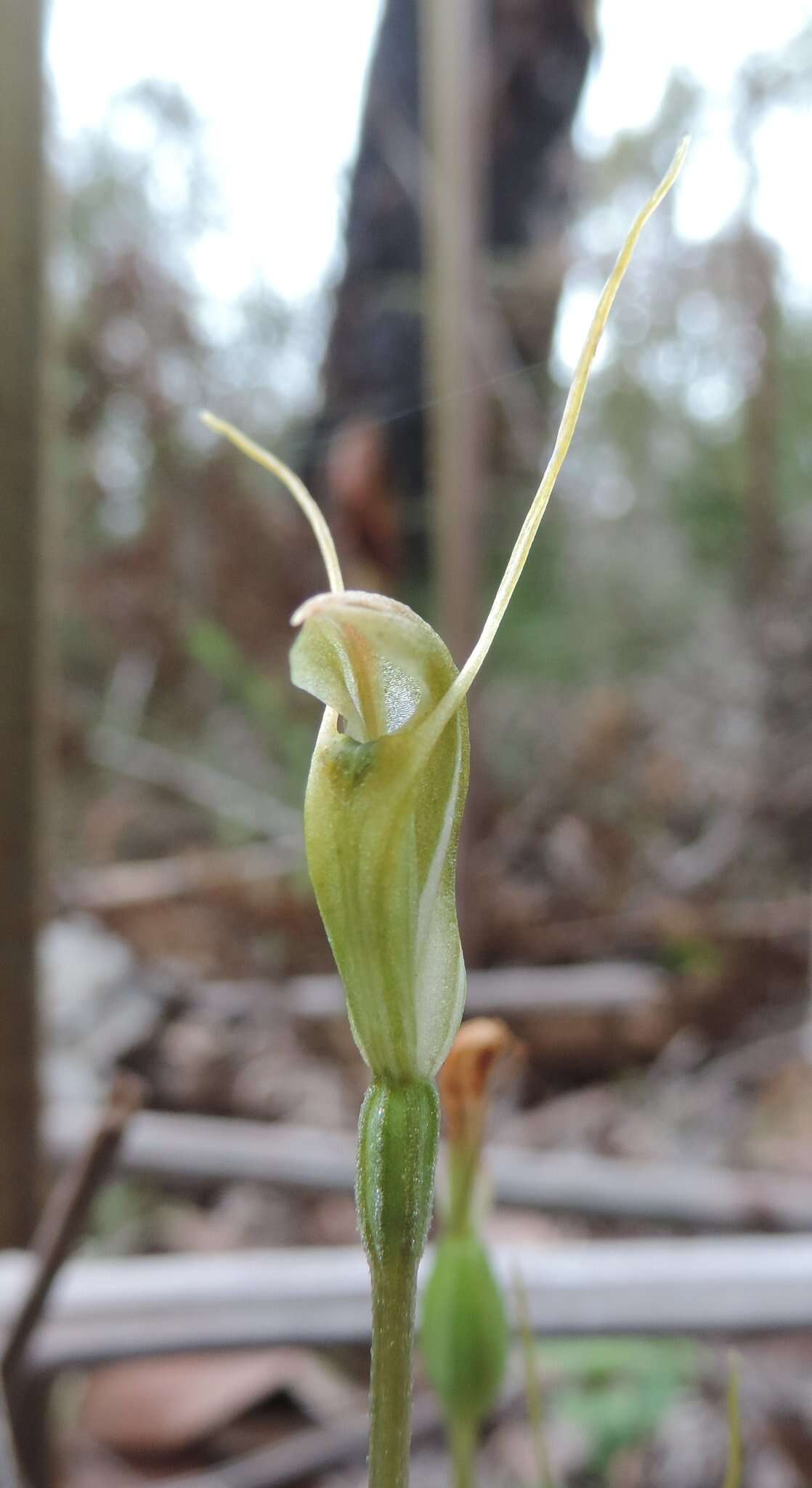 Image of Pterostylis pyramidalis Lindl.