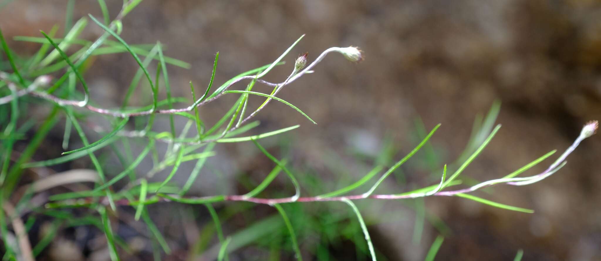 Image of Athrixia angustissima DC.