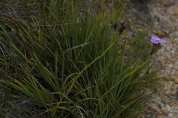 Imagem de Patersonia umbrosa var. umbrosa