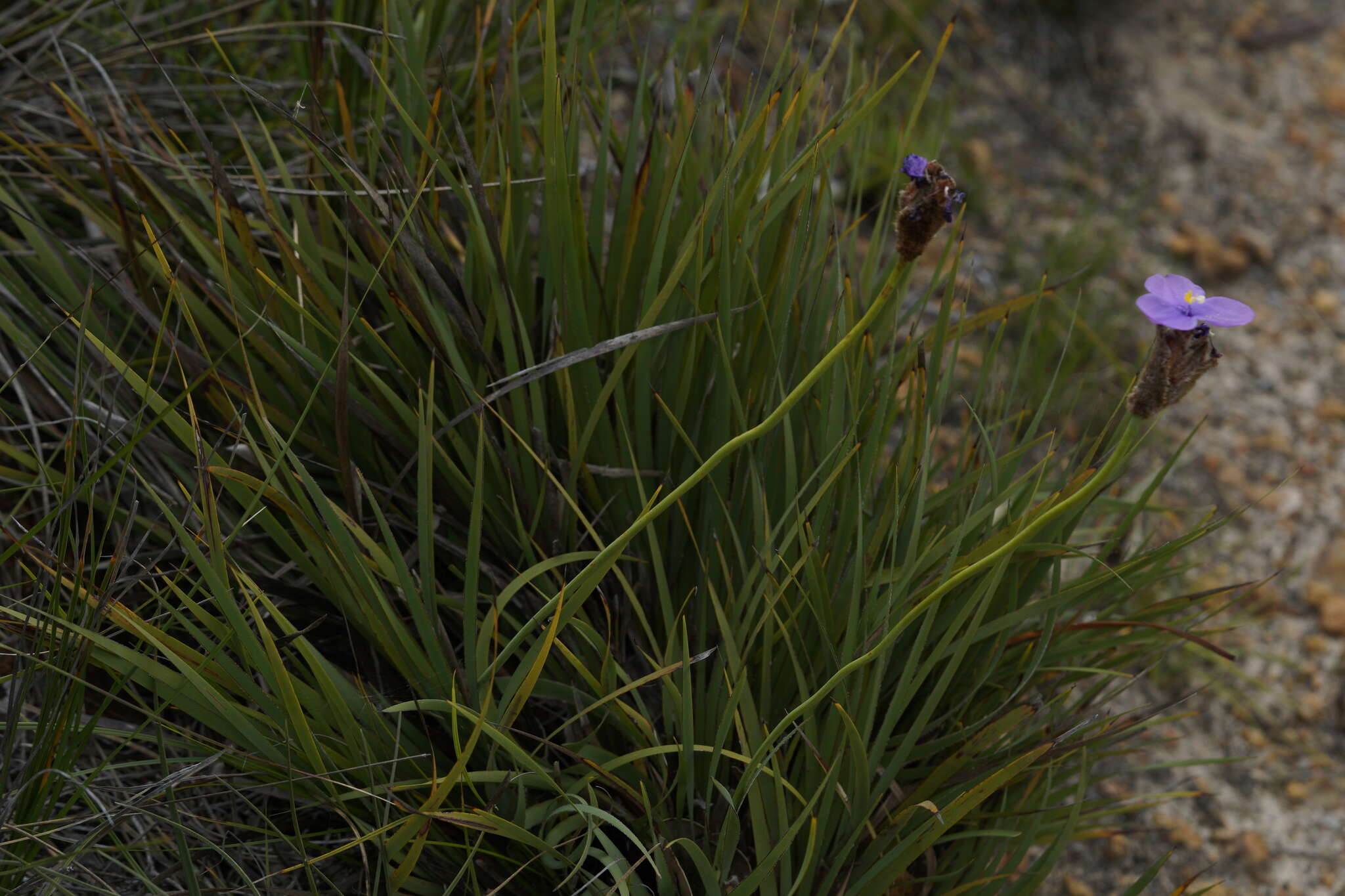 Image of Patersonia umbrosa var. umbrosa