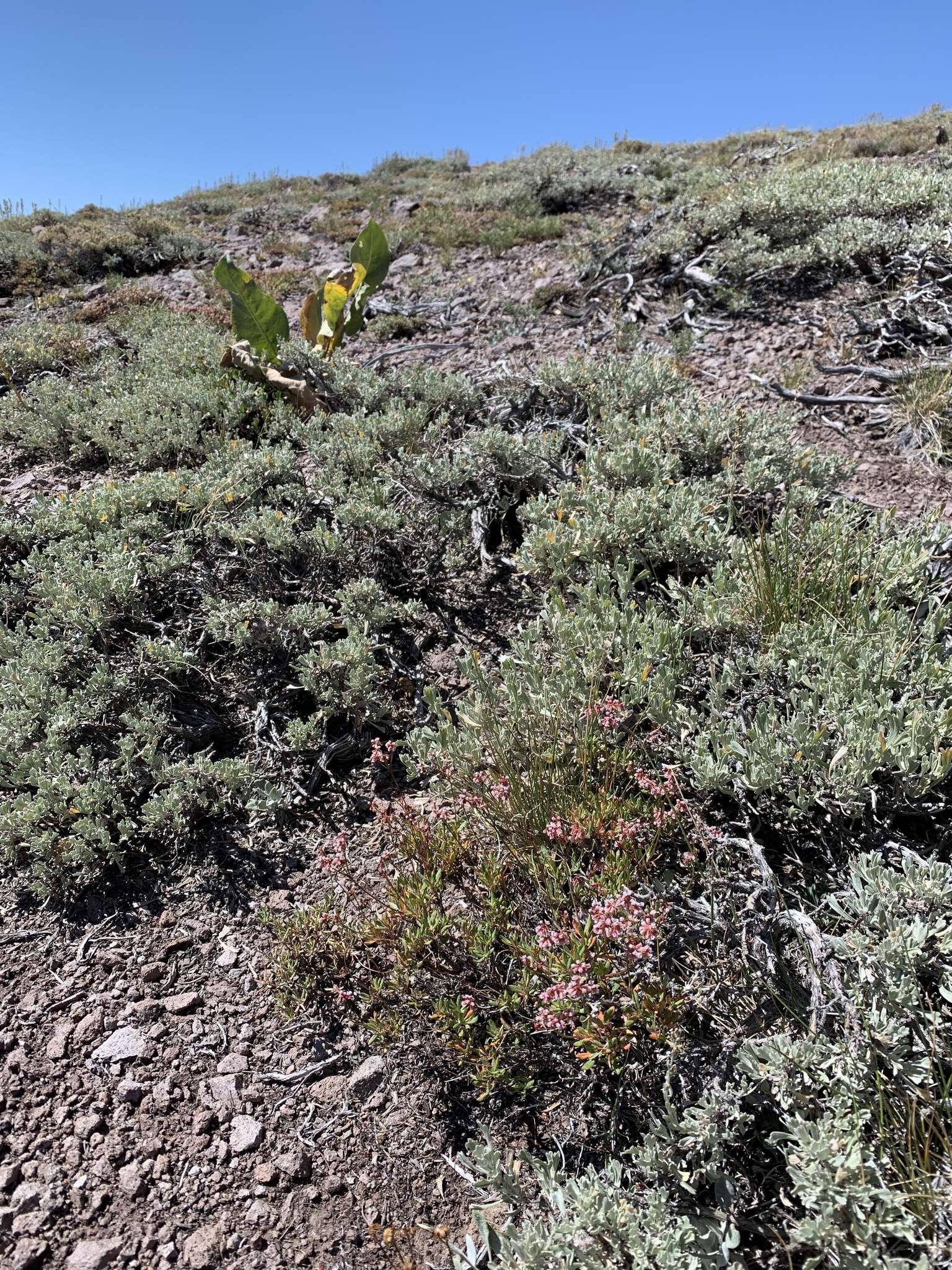 Image of Eriogonum microtheca var. alpinum Reveal