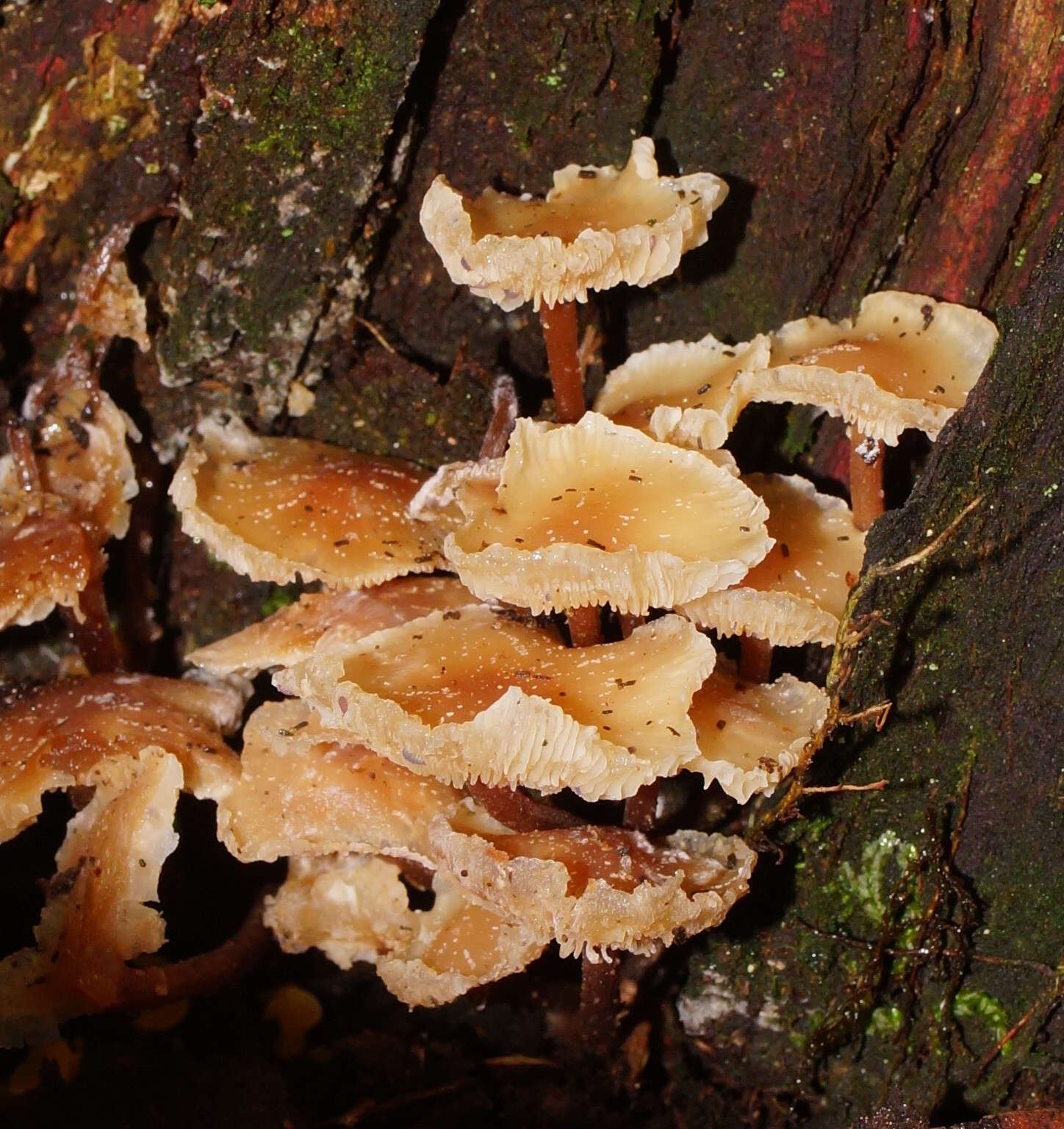 Image of Collybia eucalyptorum Cleland 1931