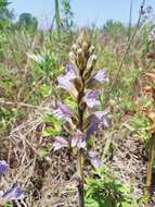 Image of Phelipanche purpurea subsp. purpurea