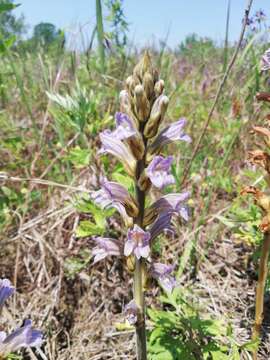 Image of Phelipanche purpurea (Jacq.) Soják