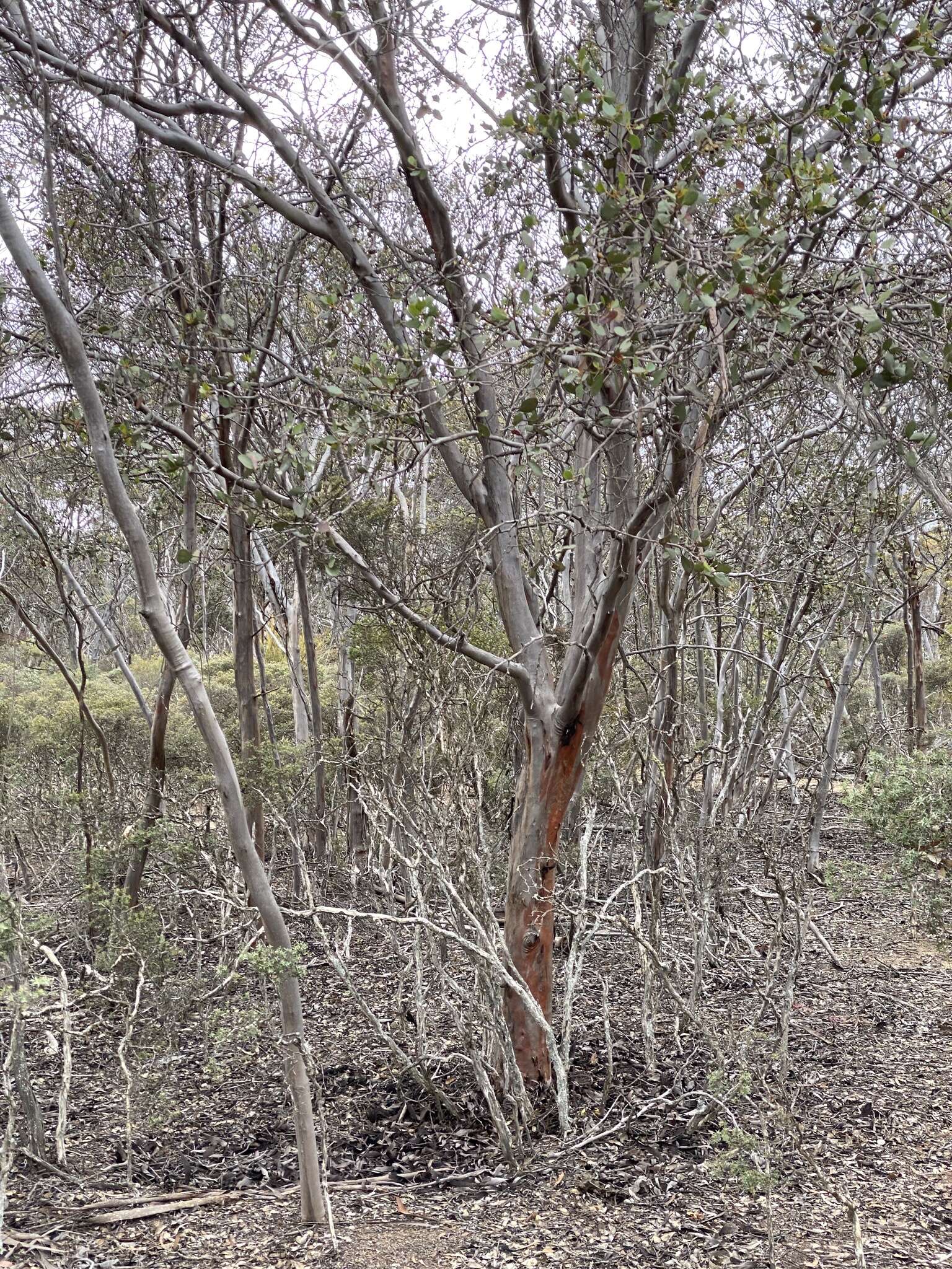 Image of Eucalyptus platypus Hook.