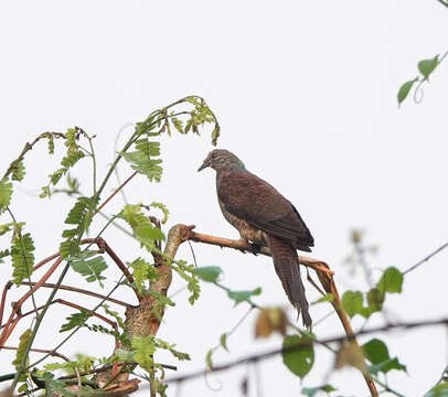 Image of Barred Cuckoo Dove