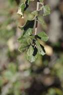 Image of Searsia incisa (L. fil.) F. A. Barkley