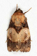 Image of Hampsonodes orbica Hampson 1910