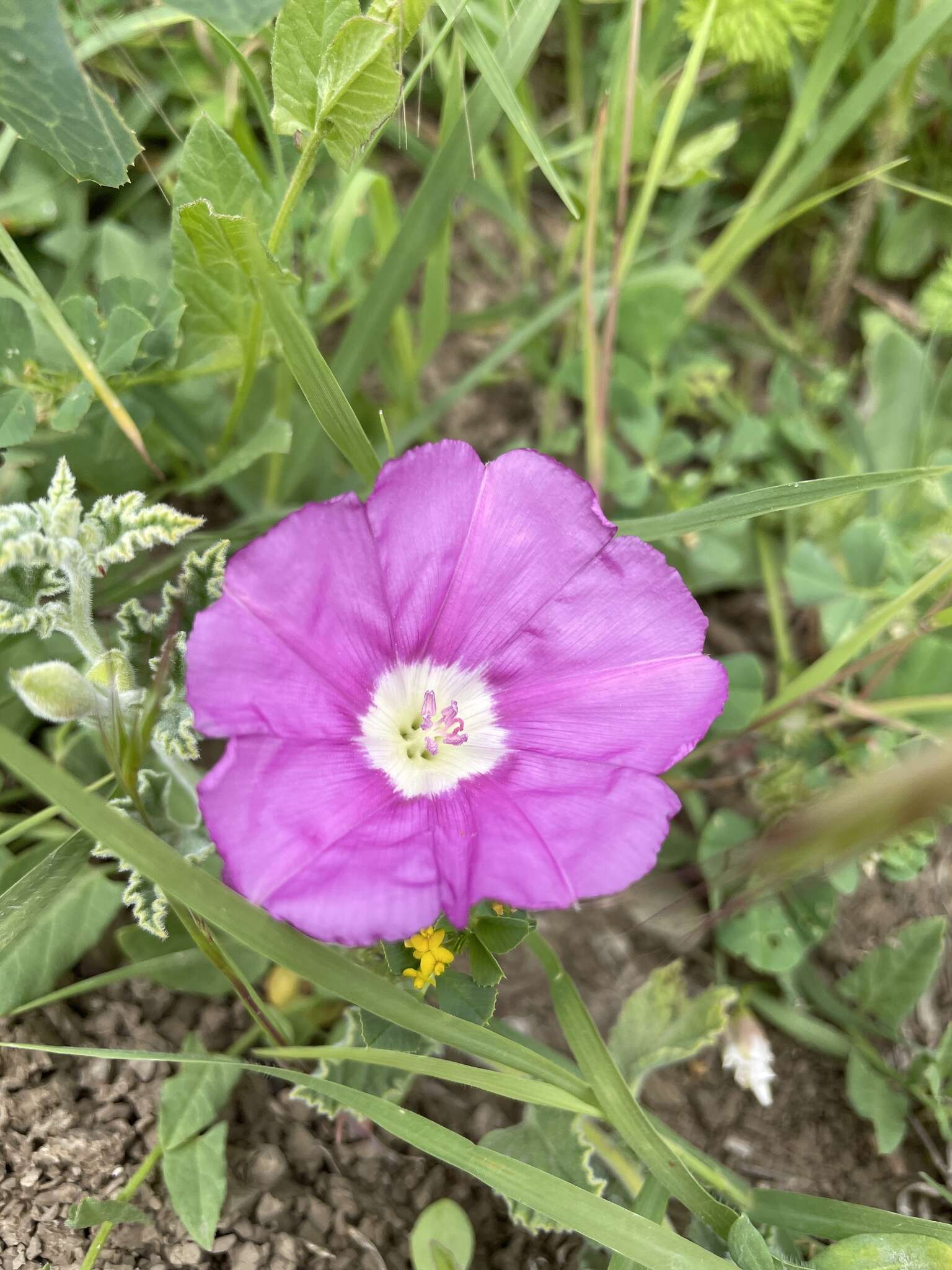 Imagem de Convolvulus galaticus Rostan ex Choisy