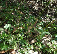 Imagem de Wahlenbergia gracilis (G. Forst.) A. DC.