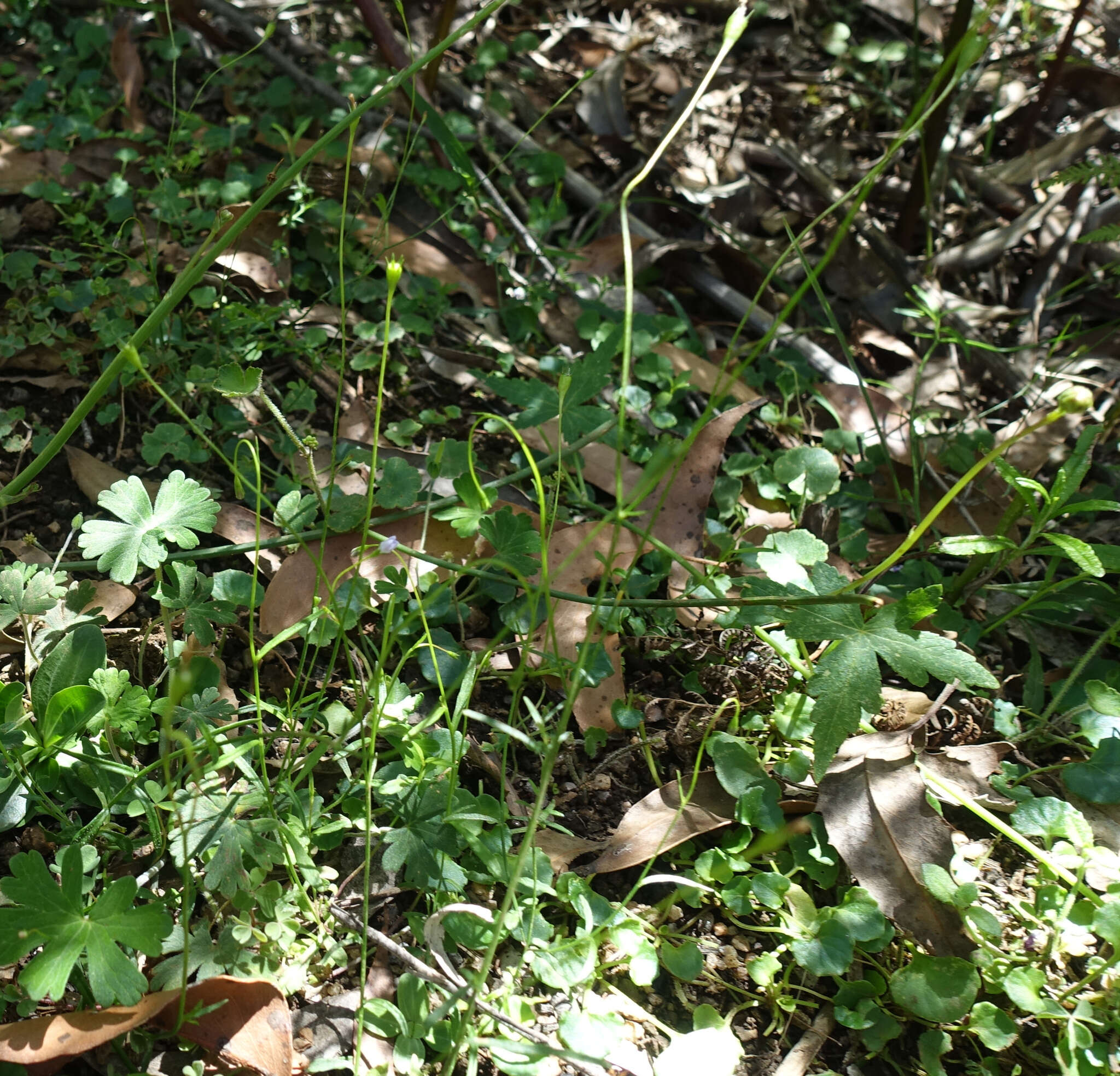 Imagem de Wahlenbergia gracilis (G. Forst.) A. DC.