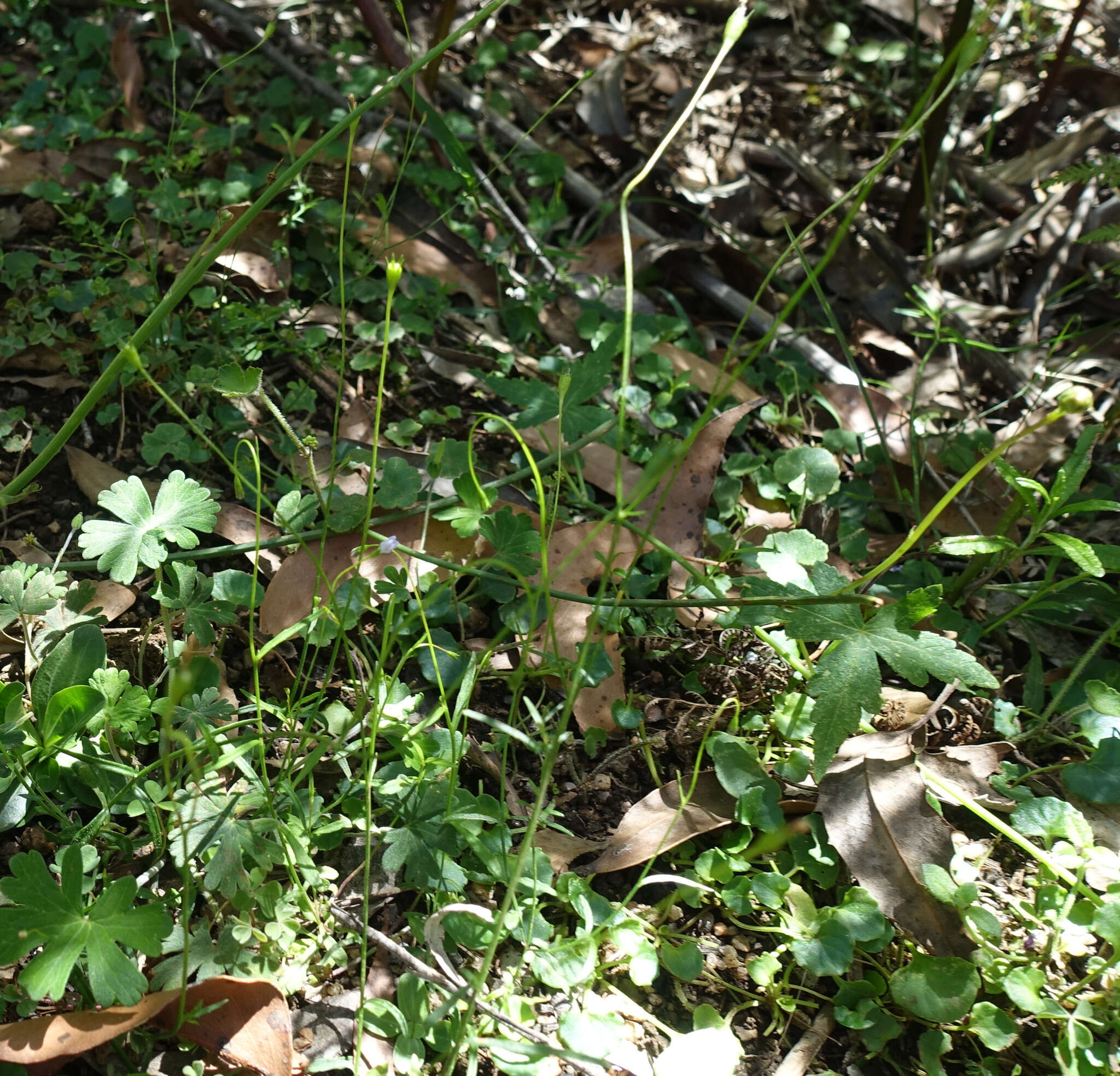 صورة Wahlenbergia gracilis (G. Forst.) A. DC.