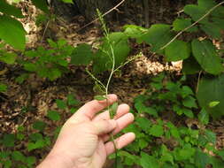 Image of Atlantic goldenrod