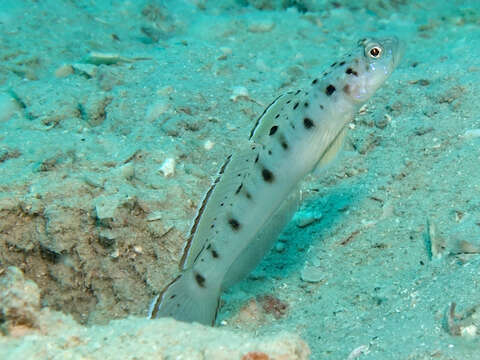 Image of Ambanoro shrimpgoby