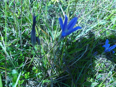 Image of crown brodiaea