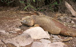 Image de Iguane terrestre de l'île Santa Fe