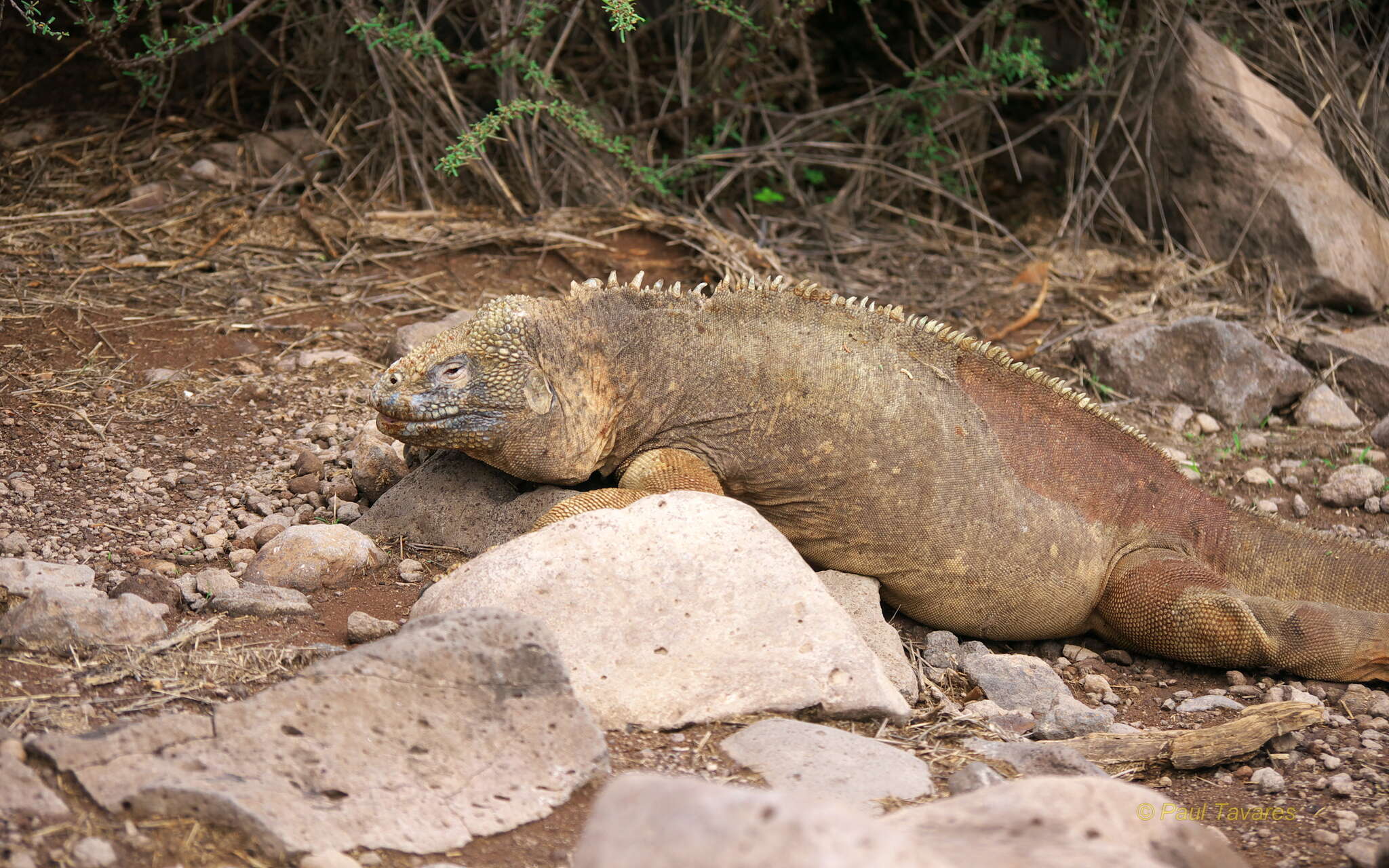 Image de Iguane terrestre de l'île Santa Fe