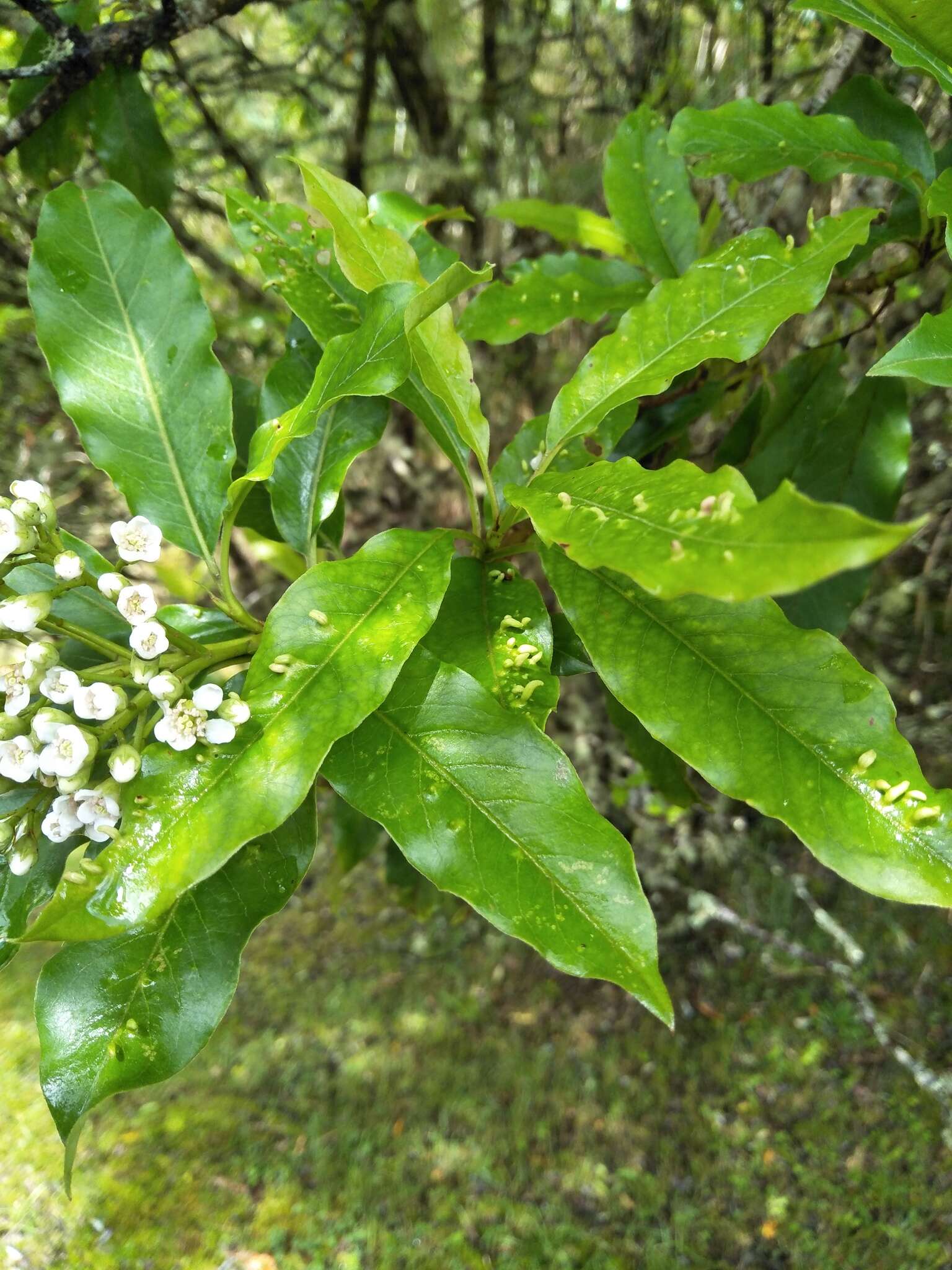 紅果樹屬的圖片