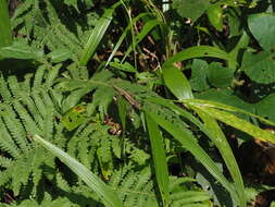 Image of Kuhne’s Grass Lizard