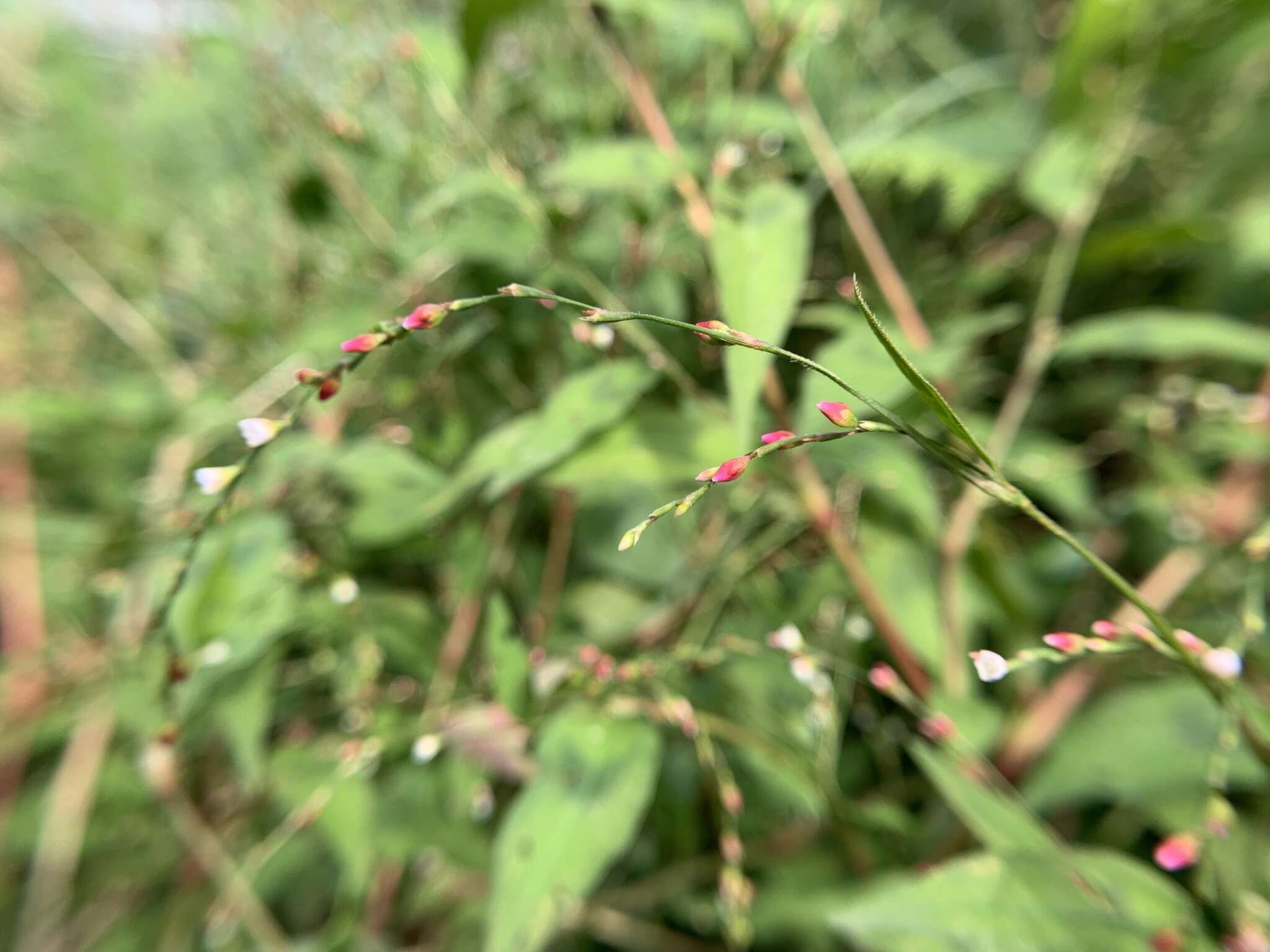 صورة Persicaria pubescens (Bl.) Hara