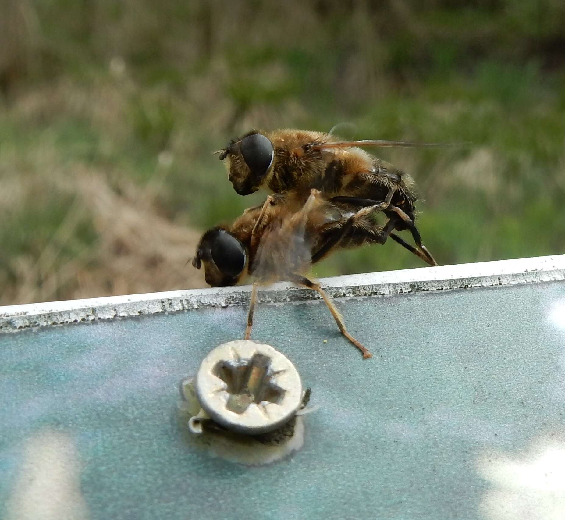 Image of Tapered Drone Fly