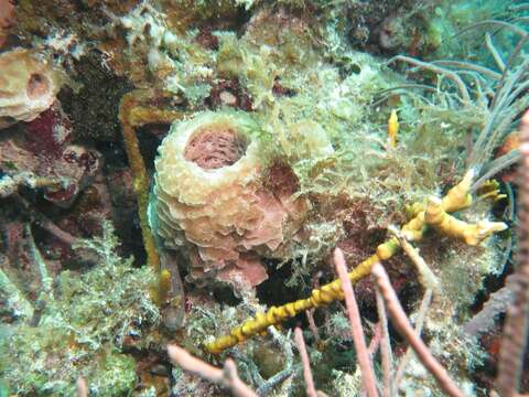 Image of Azure Vase Sponge