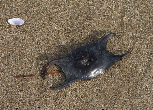 Image of Starry skate