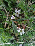 Image of Geranium multipartitum Benth.