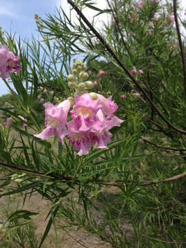 Image of desert willow